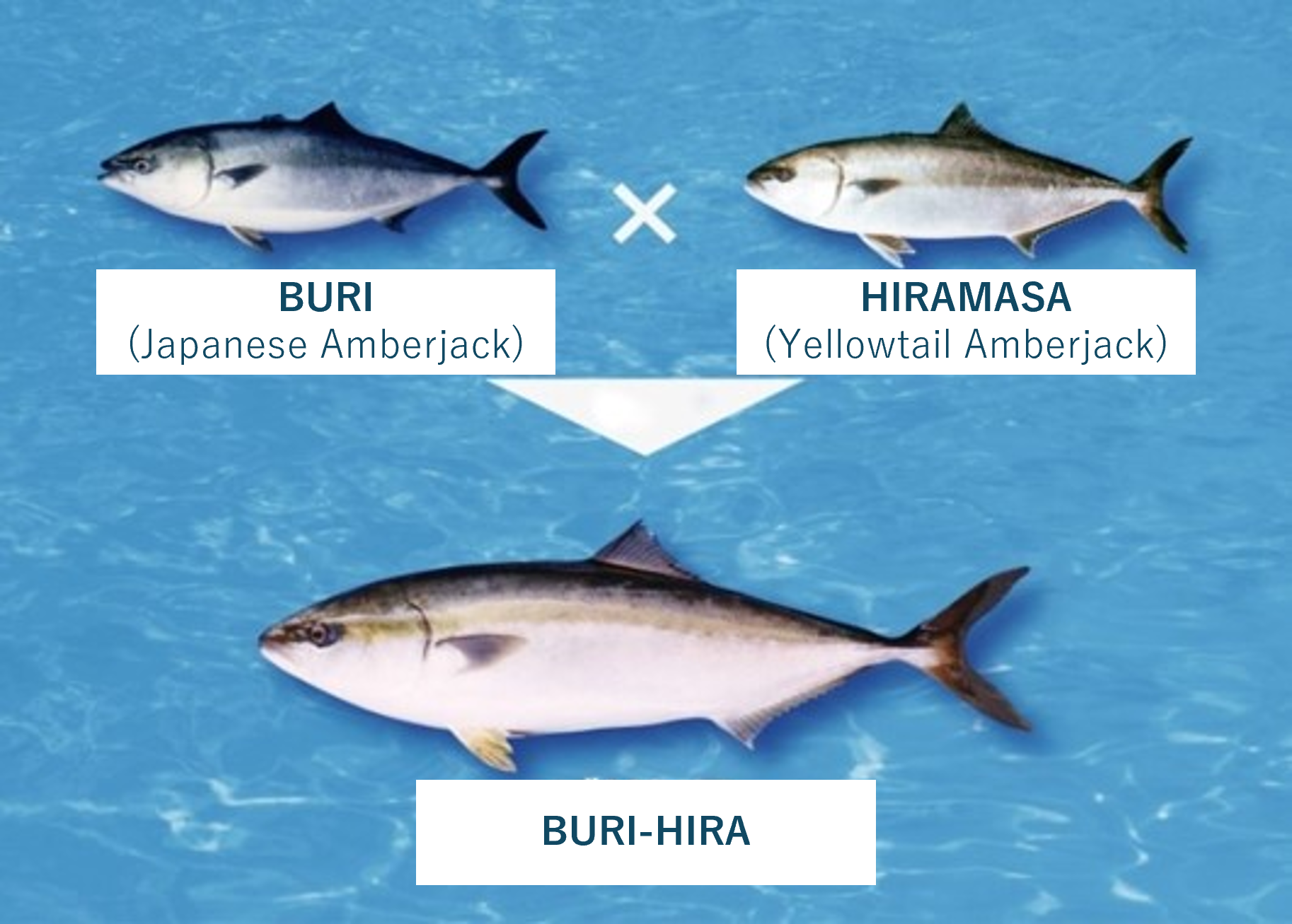 Buri-Hira